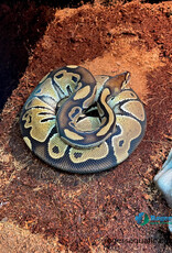 BP - Normal Female Hatched July 2023