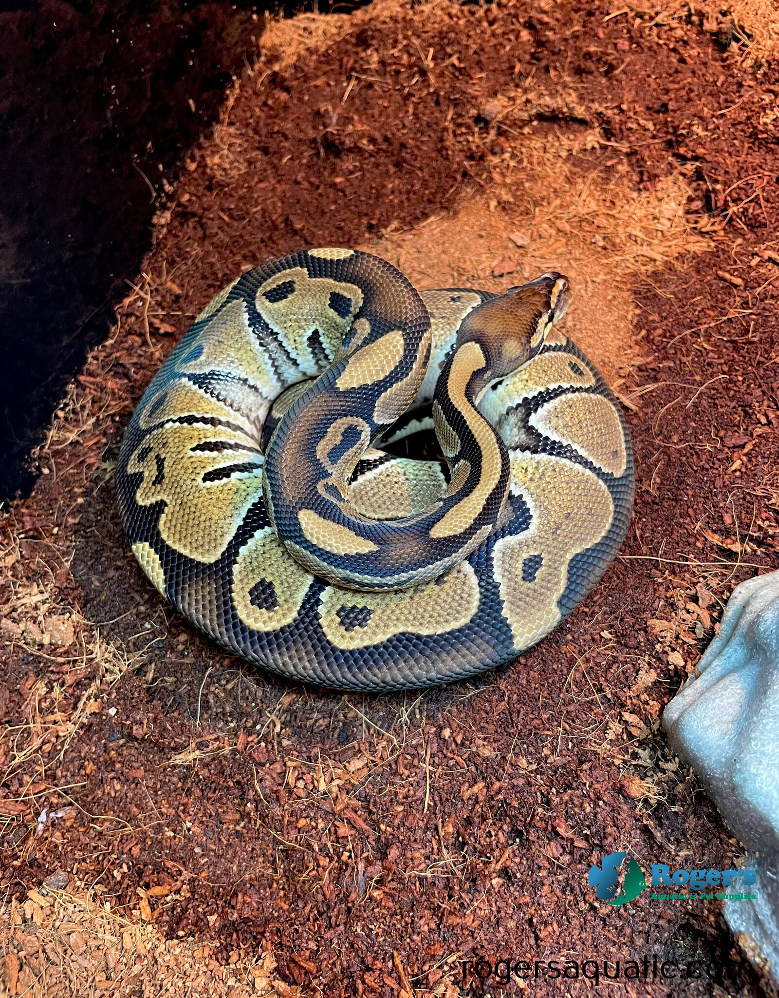 BP - Normal Female Hatched July 2023