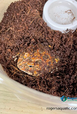 Roger's Aquatics PACMAN FROG - Ceratophrys cranwelli - Chocolate