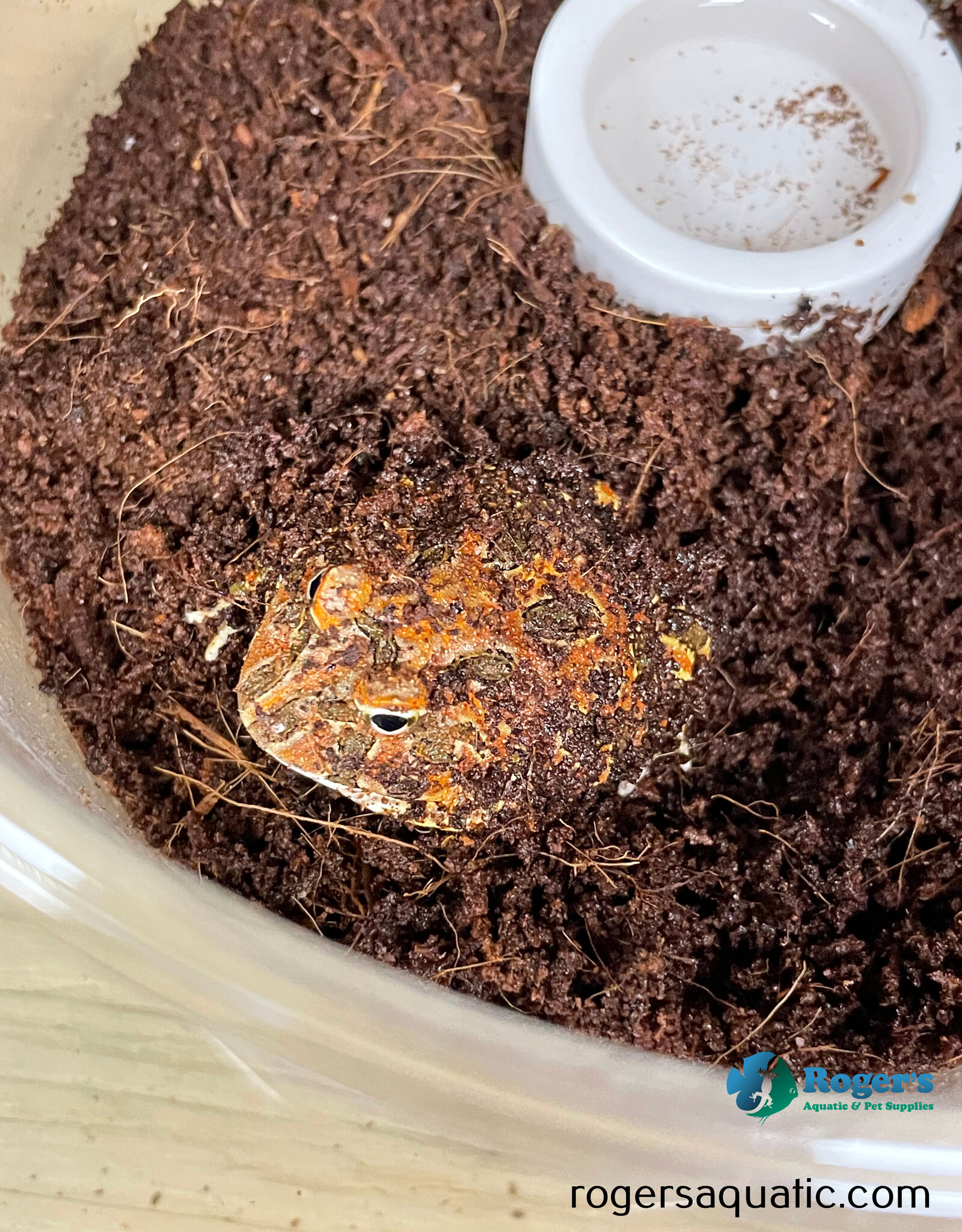 Roger's Aquatics PACMAN FROG - Ceratophrys cranwelli - Chocolate