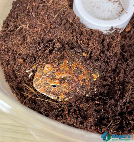 Roger's Aquatics PACMAN FROG - Ceratophrys cranwelli - Chocolate