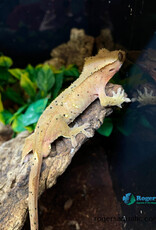 CRESTED GECKO - Super Dalmation - Hatched Fall 2024