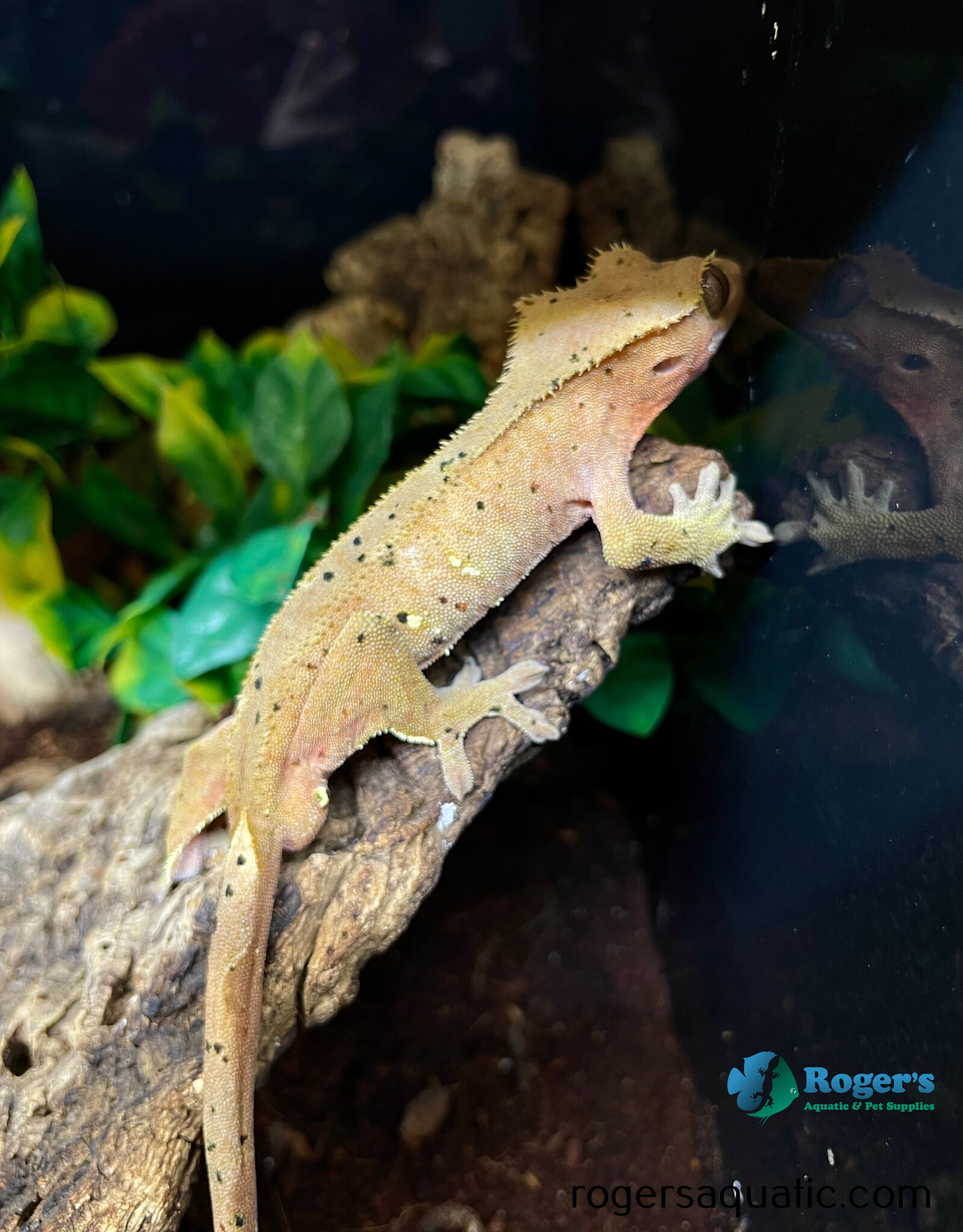 CRESTED GECKO - Super Dalmation - Hatched Fall 2024