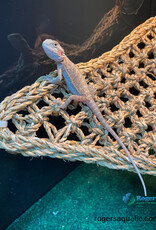 BEARDED DRAGON - Trans, hypo red Hatched April 3, 2026 (minor tail kink)