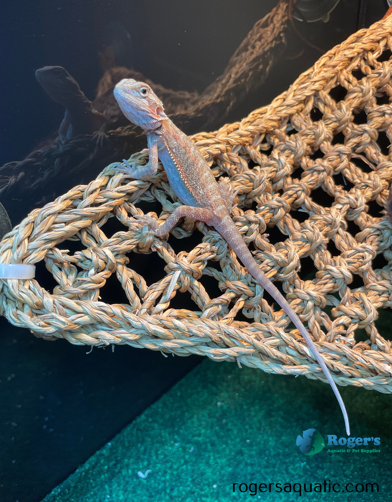BEARDED DRAGON - Trans, hypo red Hatched April 3, 2026 (minor tail kink)