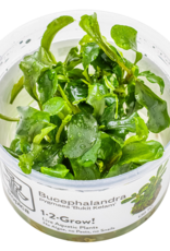 Tropica 1-2-GROW! Bucephalandra Pygmaea 'Bukik Kelam'