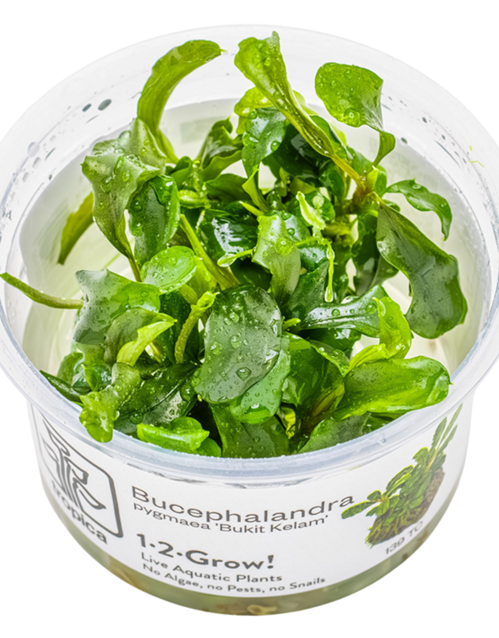 Tropica 1-2-GROW! Bucephalandra Pygmaea 'Bukik Kelam'