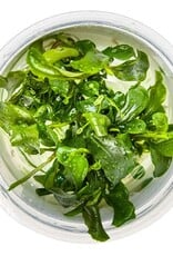 Tropica 1-2-GROW! Bucephalandra Pygmaea 'Bukik Kelam'