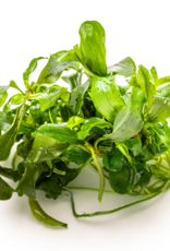 Tropica 1-2-GROW! Bucephalandra Pygmaea 'Bukik Kelam'
