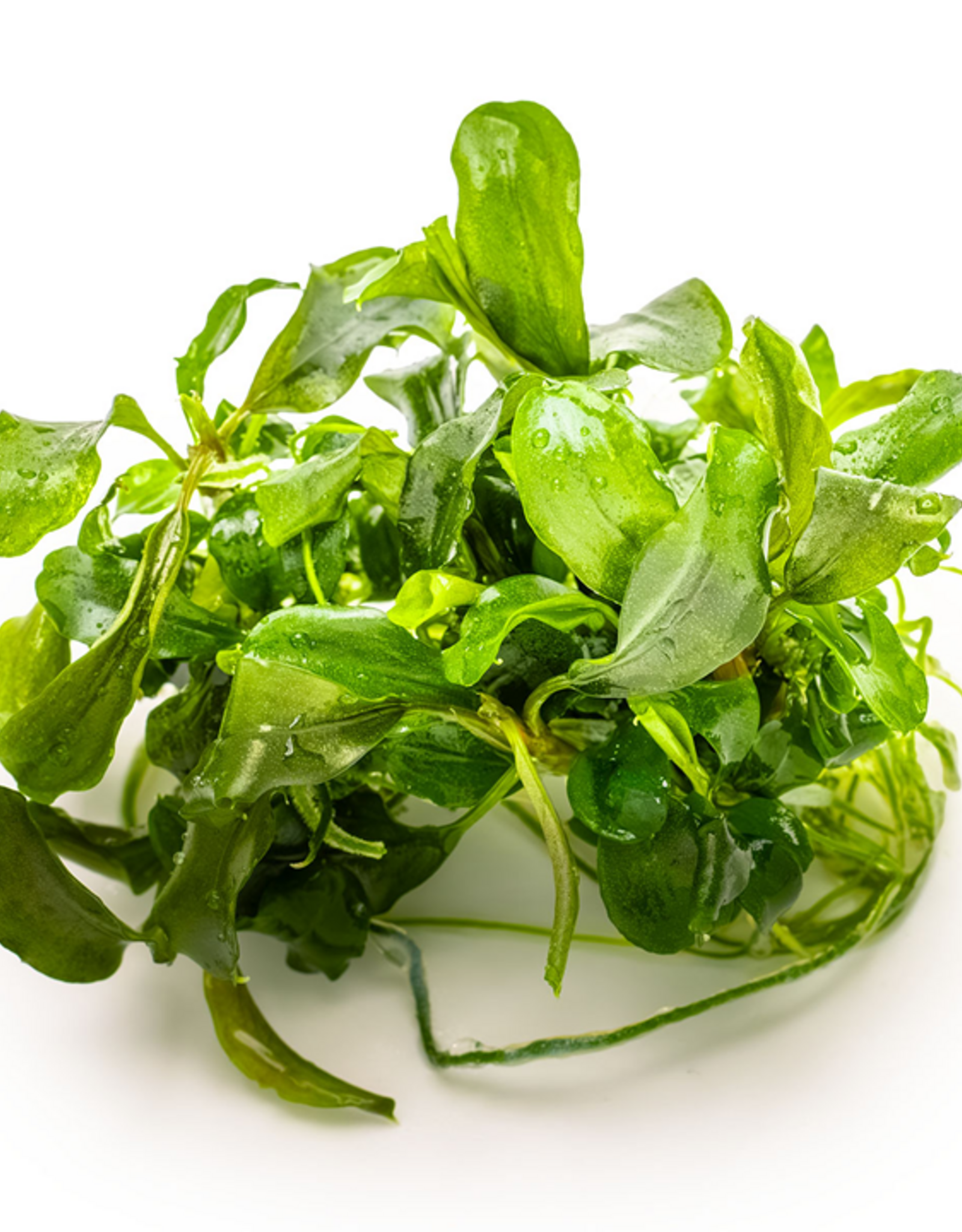 Tropica 1-2-GROW! Bucephalandra Pygmaea 'Bukik Kelam'