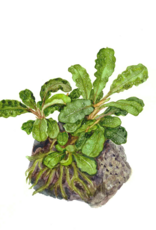 Tropica 1-2-GROW! Bucephalandra Pygmaea 'Bukik Kelam'