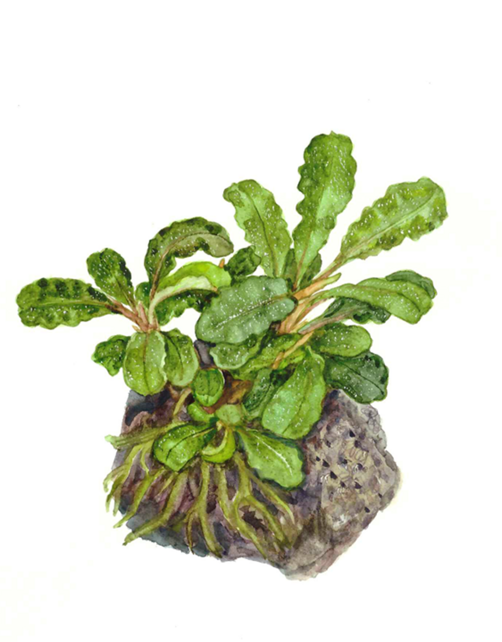 Tropica 1-2-GROW! Bucephalandra Pygmaea 'Bukik Kelam'