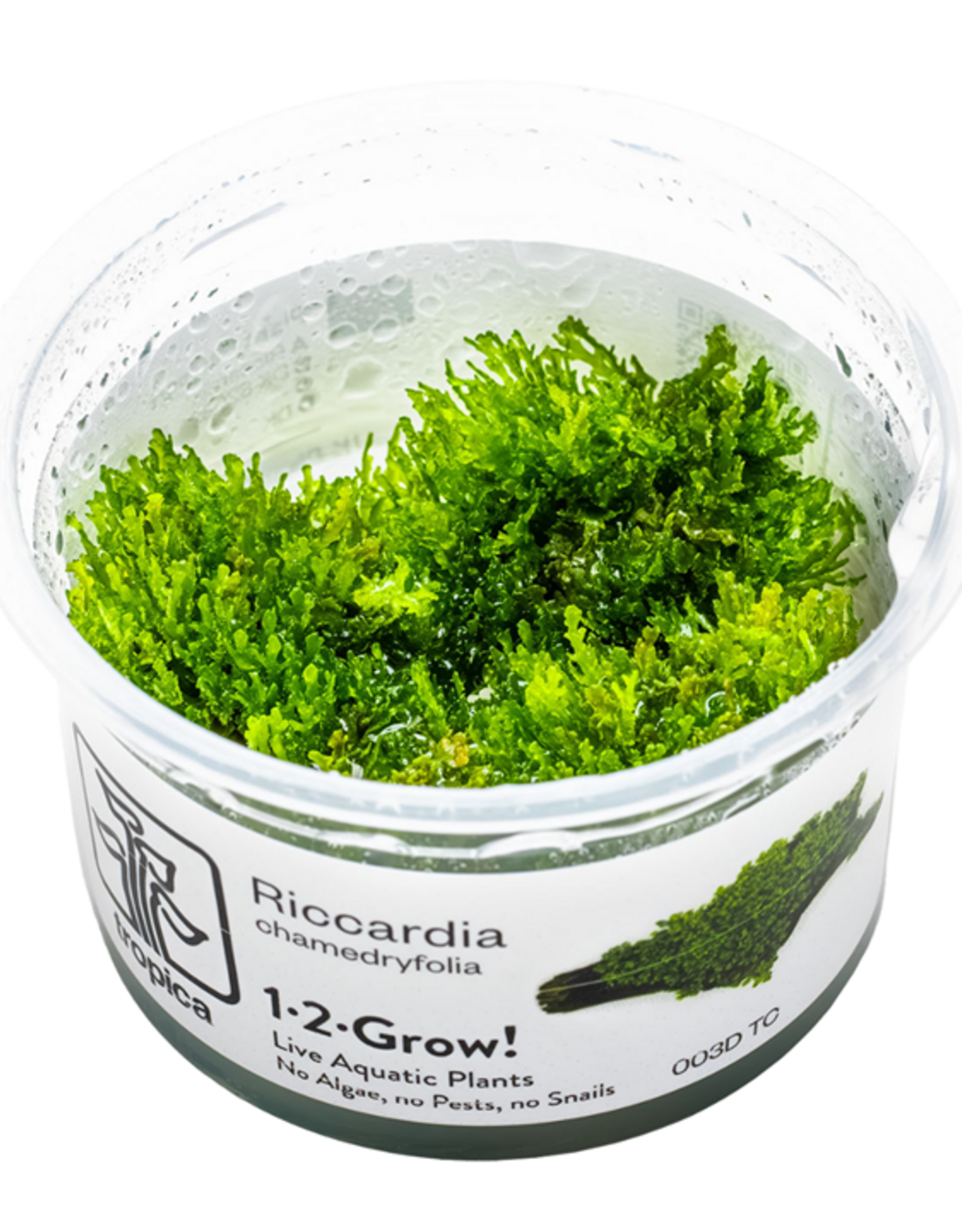 Tropica 1-2-GROW! Riccardia chamedryfolia
