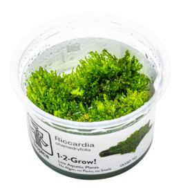 Tropica 1-2-GROW! Riccardia chamedryfolia