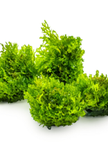 Tropica 1-2-GROW! Riccardia chamedryfolia