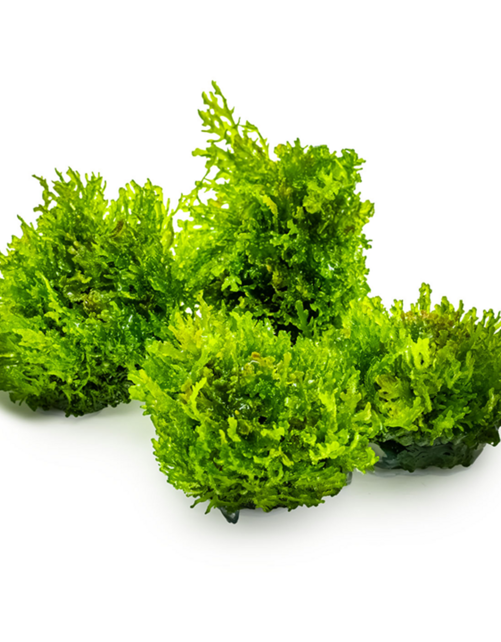 Tropica 1-2-GROW! Riccardia chamedryfolia