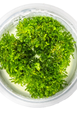 Tropica 1-2-GROW! Riccardia chamedryfolia