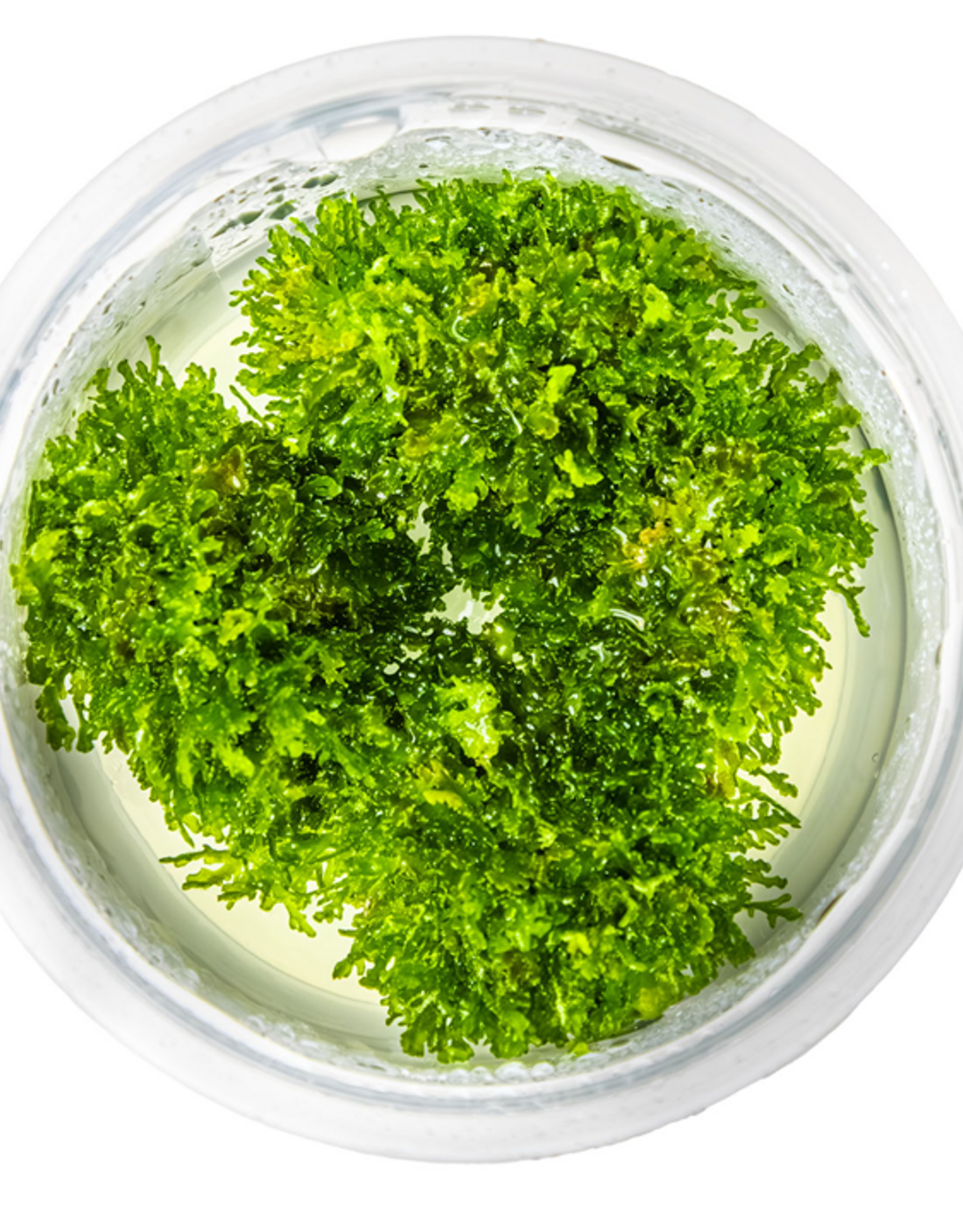 Tropica 1-2-GROW! Riccardia chamedryfolia