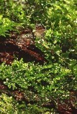 Tropica 1-2-GROW! Riccardia chamedryfolia