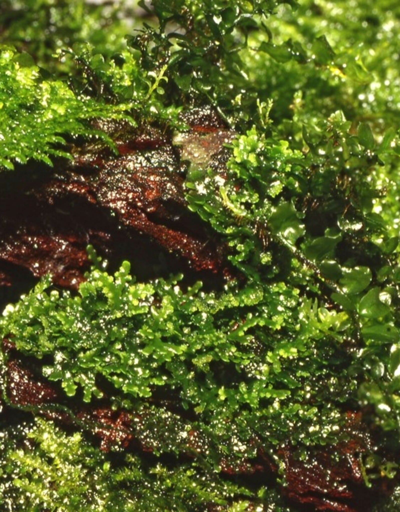 Tropica 1-2-GROW! Riccardia chamedryfolia