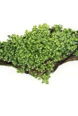 Tropica 1-2-GROW! Riccardia chamedryfolia