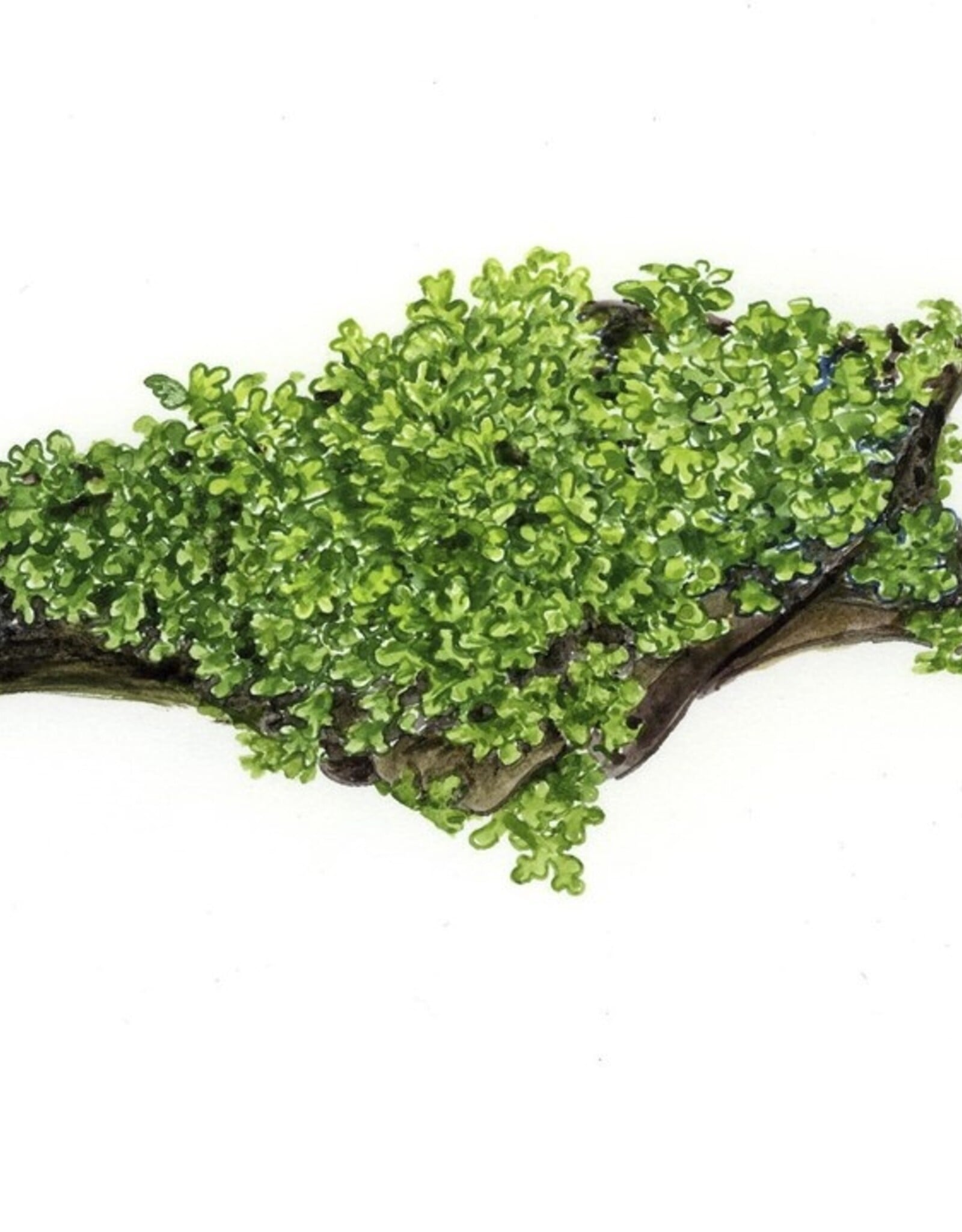 Tropica 1-2-GROW! Riccardia chamedryfolia