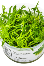 Tropica 1-2-GROW! Ranunculus inundatus