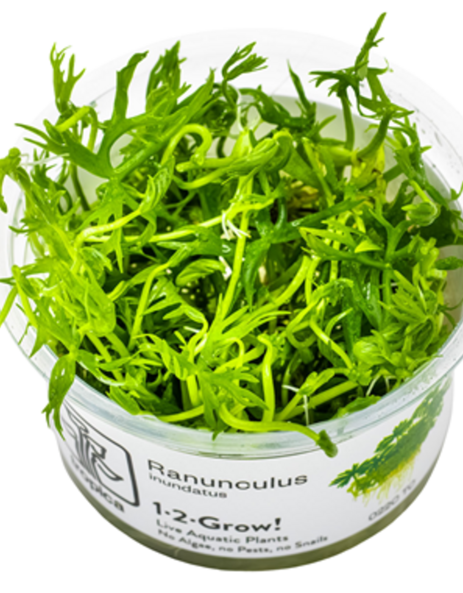 Tropica 1-2-GROW! Ranunculus inundatus