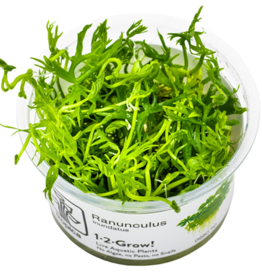 Tropica 1-2-GROW! Ranunculus inundatus