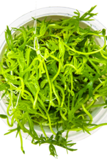 Tropica 1-2-GROW! Ranunculus inundatus