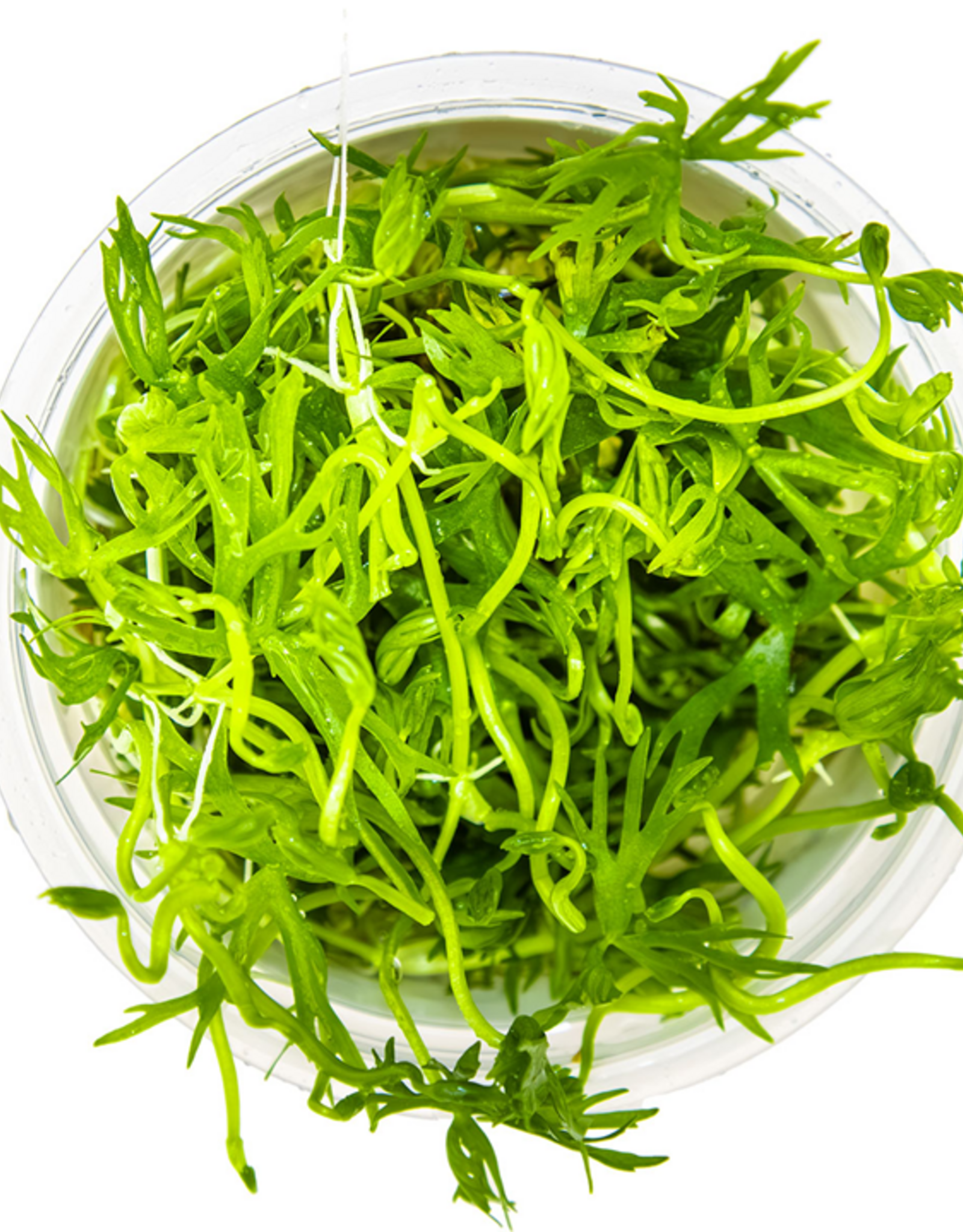 Tropica 1-2-GROW! Ranunculus inundatus