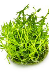 Tropica 1-2-GROW! Ranunculus inundatus