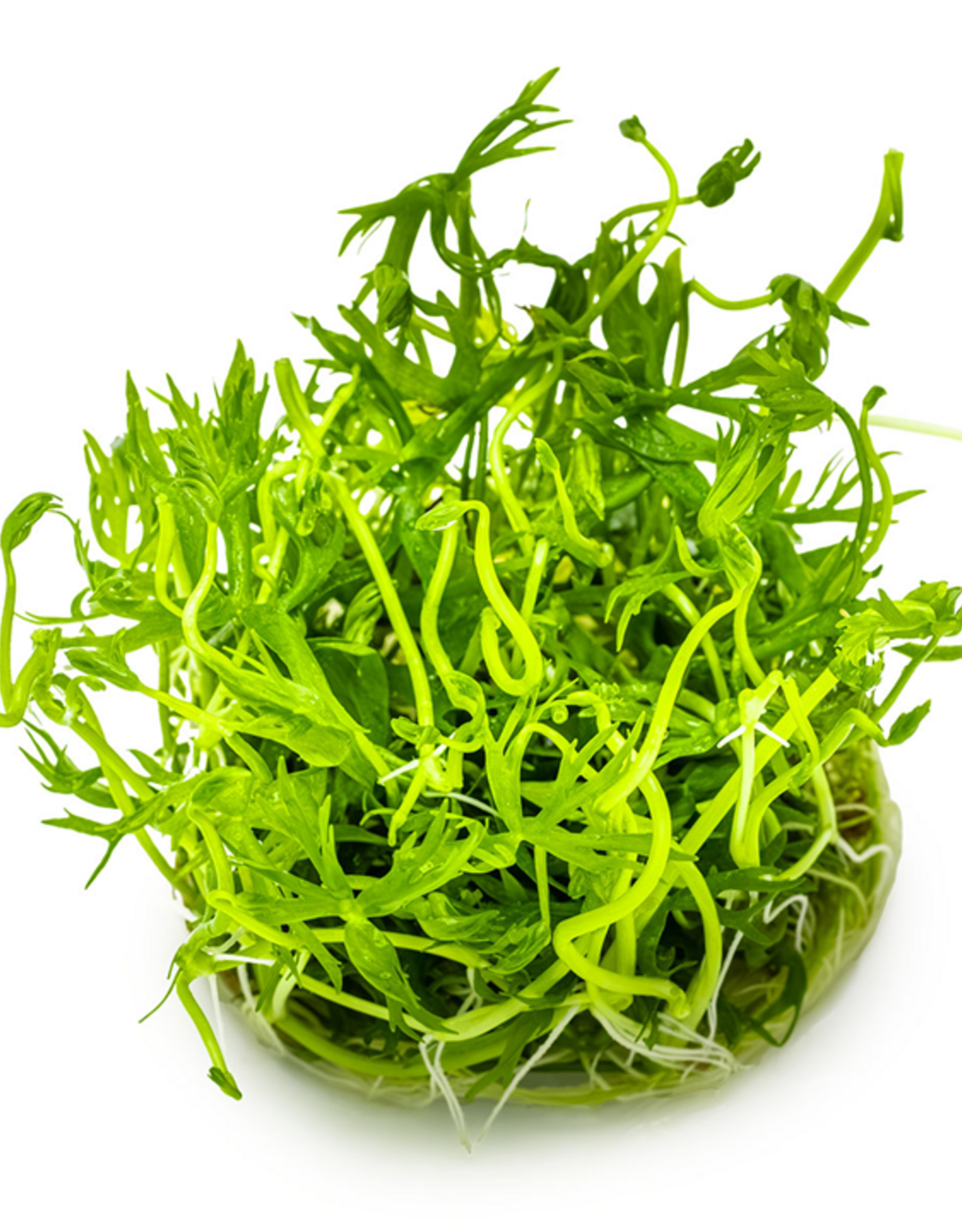 Tropica 1-2-GROW! Ranunculus inundatus
