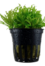 Tropica 1-2-GROW! Pogostemon helferi