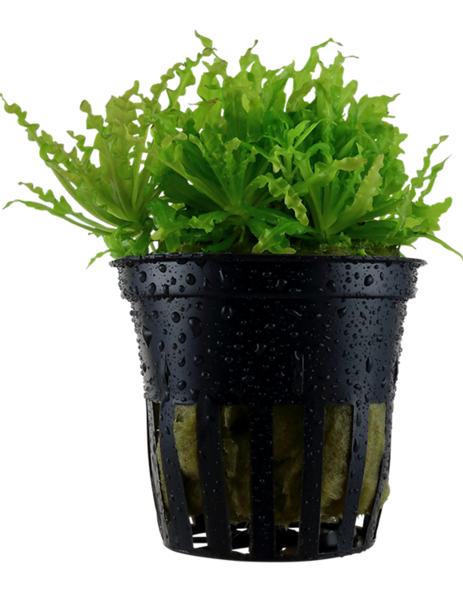 Tropica 1-2-GROW! Pogostemon helferi