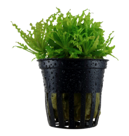 Tropica 1-2-GROW! Pogostemon helferi