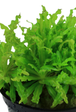 Tropica 1-2-GROW! Pogostemon helferi