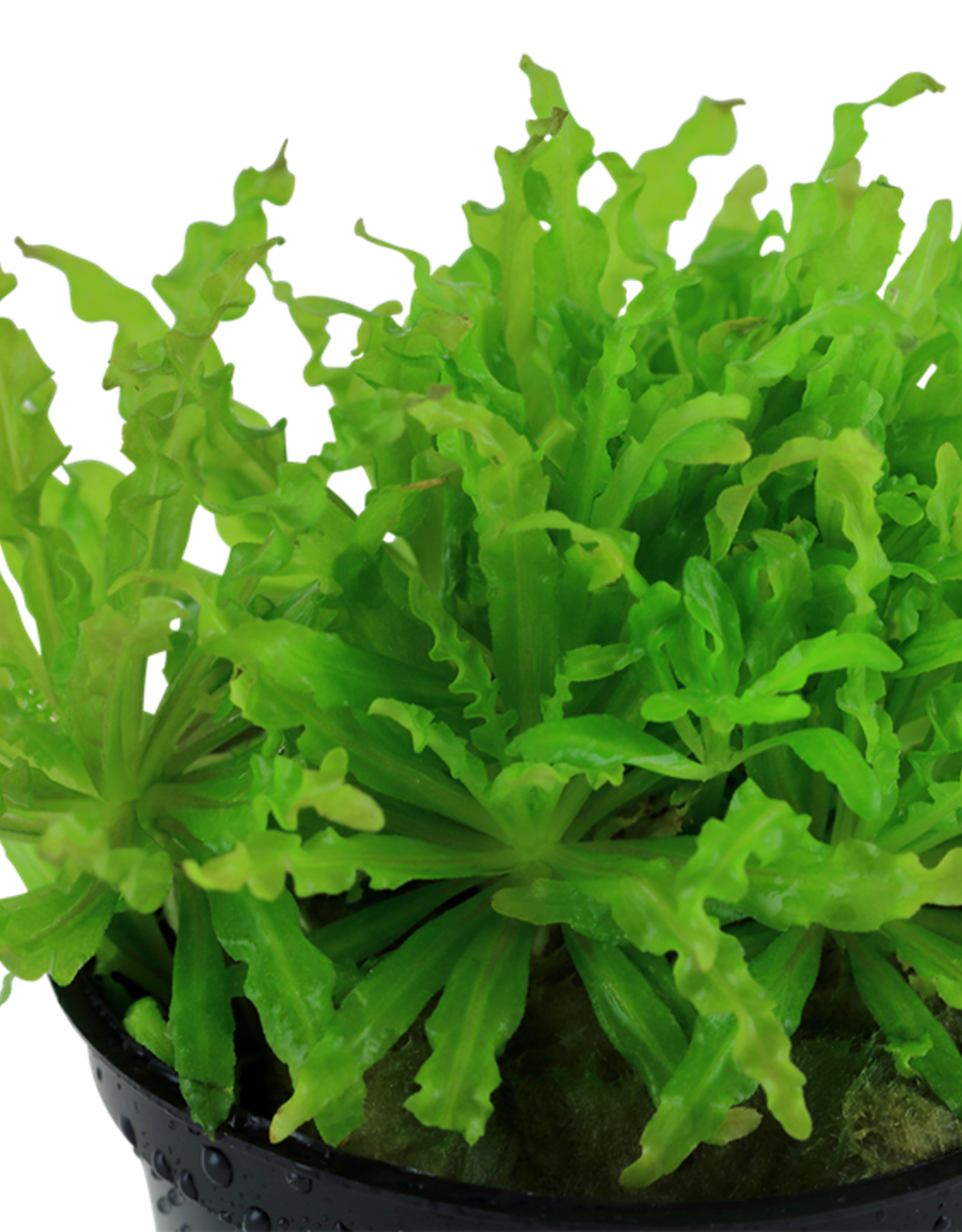 Tropica 1-2-GROW! Pogostemon helferi