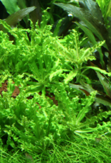 Tropica 1-2-GROW! Pogostemon helferi