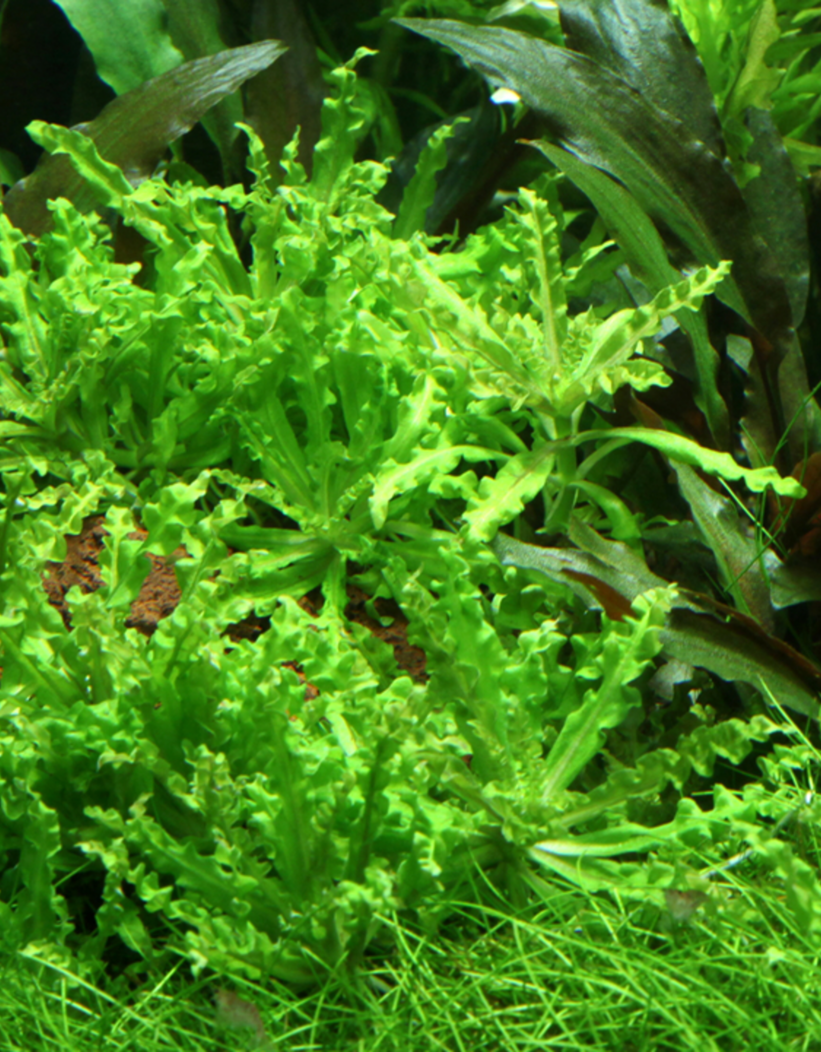 Tropica 1-2-GROW! Pogostemon helferi