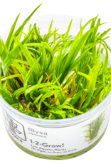 Tropica 1-2-GROW! Blyxa japonica