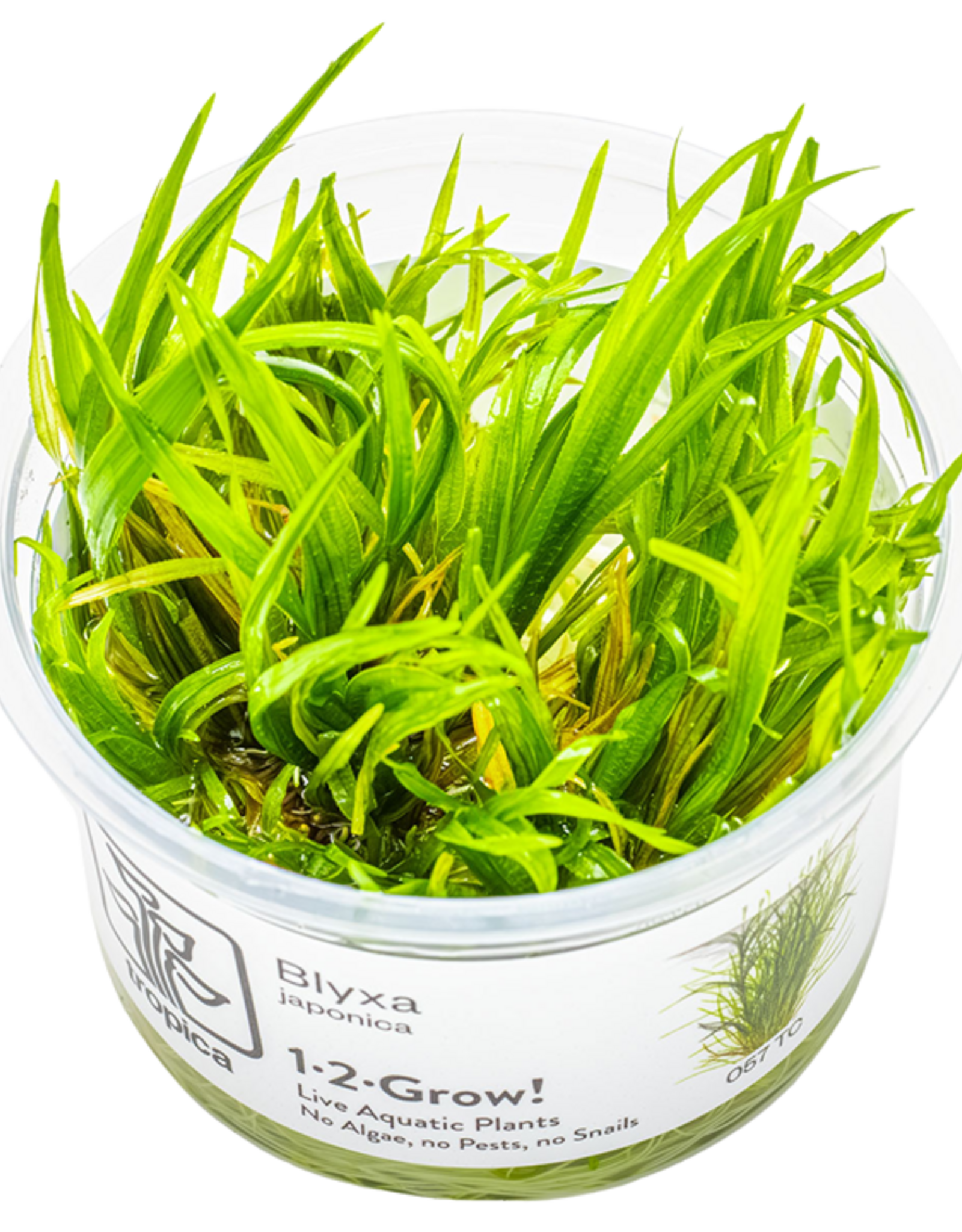 Tropica 1-2-GROW! Blyxa japonica
