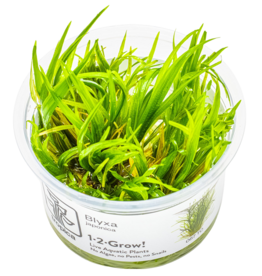 Tropica 1-2-GROW! Blyxa japonica
