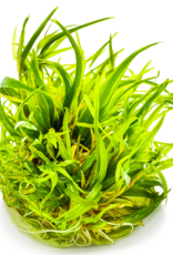 Tropica 1-2-GROW! Blyxa japonica