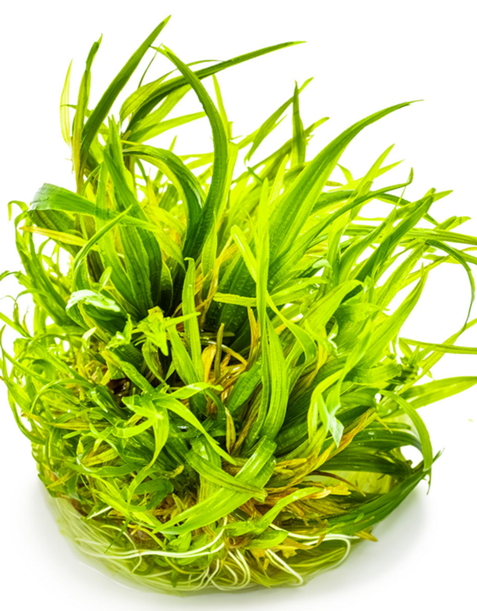 Tropica 1-2-GROW! Blyxa japonica