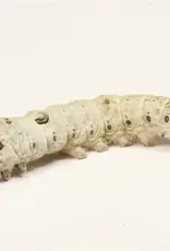 BULK Silkworm 50pcs
