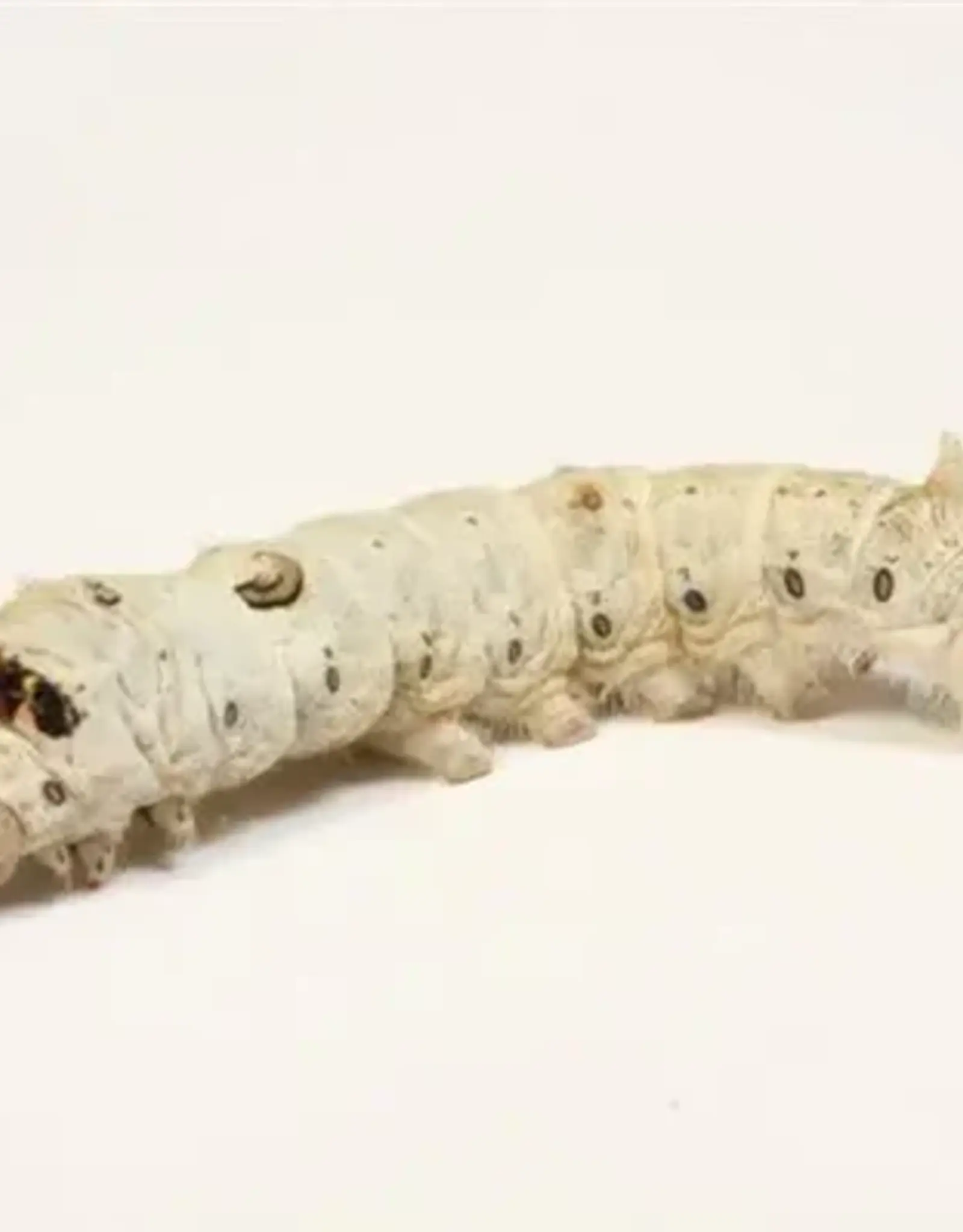 BULK Silkworm 50pcs