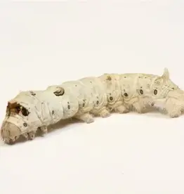 BULK Silkworm 50pcs