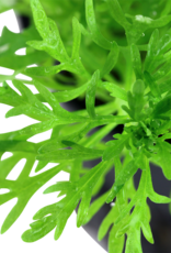 Tropica 1-2-GROW! Limnophila Aquatica
