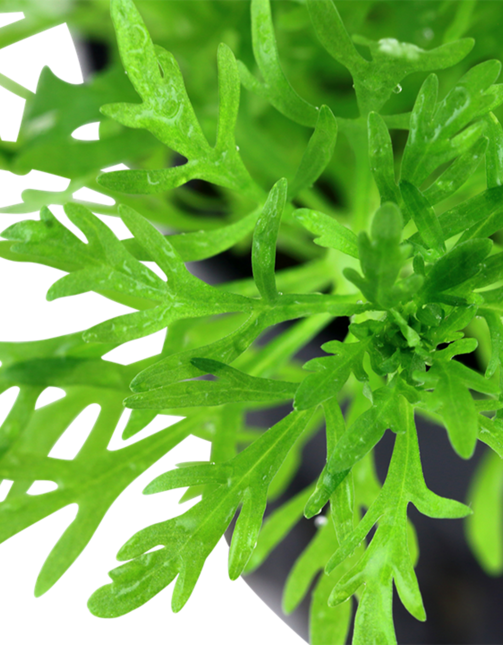 Tropica 1-2-GROW! Limnophila Aquatica